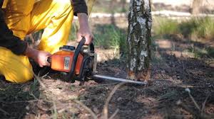 Best Emergency Tree Removal Services  in USA