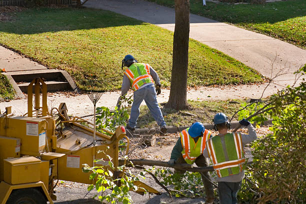 Best Tree Mulching Services  in USA