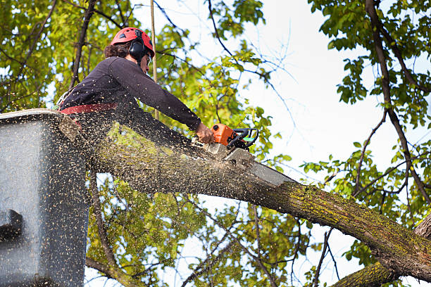 Best Tree Mulching Services  in USA